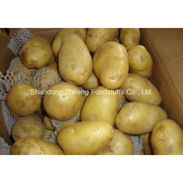 Fresh Potato with Competetive Price